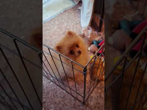 Мой любопытный щенок шпица