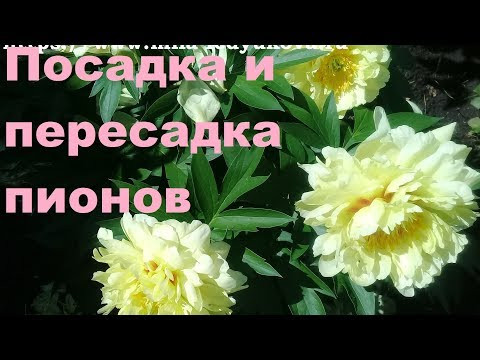 Пересадка и посадка пионов. Главные ошибки. Пересадка и посадка пионов. Главные ошибки.