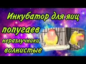 Разведение попугаев, неразлучники, волнистые попугаи. Инкубатор для попугаев. Следим за развитием.