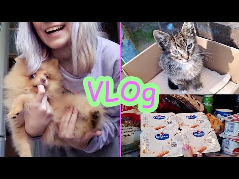 VLOg купила плойку | гуляем с хэппи | Продуктовая закупка