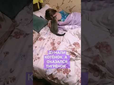 НАШИ МИЛЫЕ ЖИВОТНЫЕ