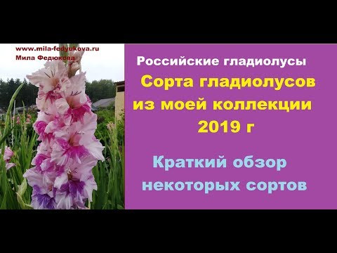 Российские гладиолусы. Сорта гладиолусов из моей коллекции 2019 г. Российские гладиолусы. Сорта гладиолусов из моей коллекции 2019 г.