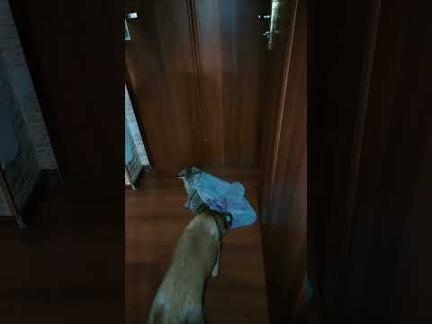 Весёлые зверята собачка Рыжуля и кошечка Теся