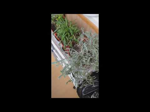 Для настроения про цветочки на лоджии Для настроения про цветочки на лоджии
