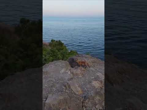 #крым #черноеморе #лиса #крым #черноеморе #лиса