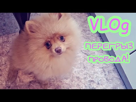 Хэппи перегрыз провода! VLOg