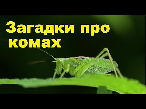 Загадки про комах українською мовою Загадки про комах українською мовою