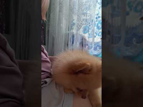 Мой милый маленький щеночек шпица
