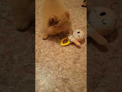 Грозный волкодав