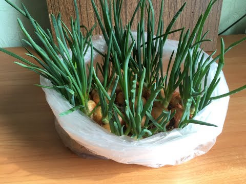 Как вырастить лук на туалетной бумаге /How to grow onions on toilet paper Как вырастить лук на туалетной бумаге /How to grow onions on toilet paper