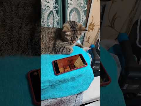 Кошечка Теся, впервые видит мышку, хоть и не настоящую... #смешнаякошечка #котики #cat